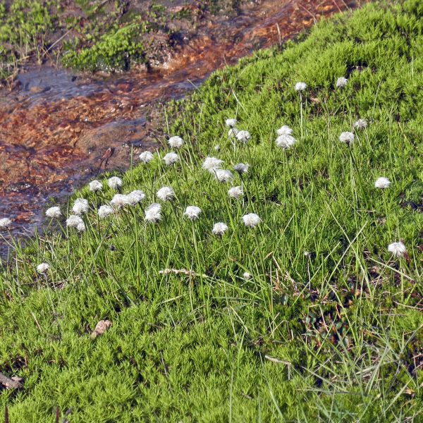 Eriophorum scheuchzeri arcticum Svalbard Longyearbyen 2014 4 A.Elven a